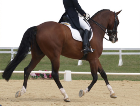 Equestrian Shoe Repair